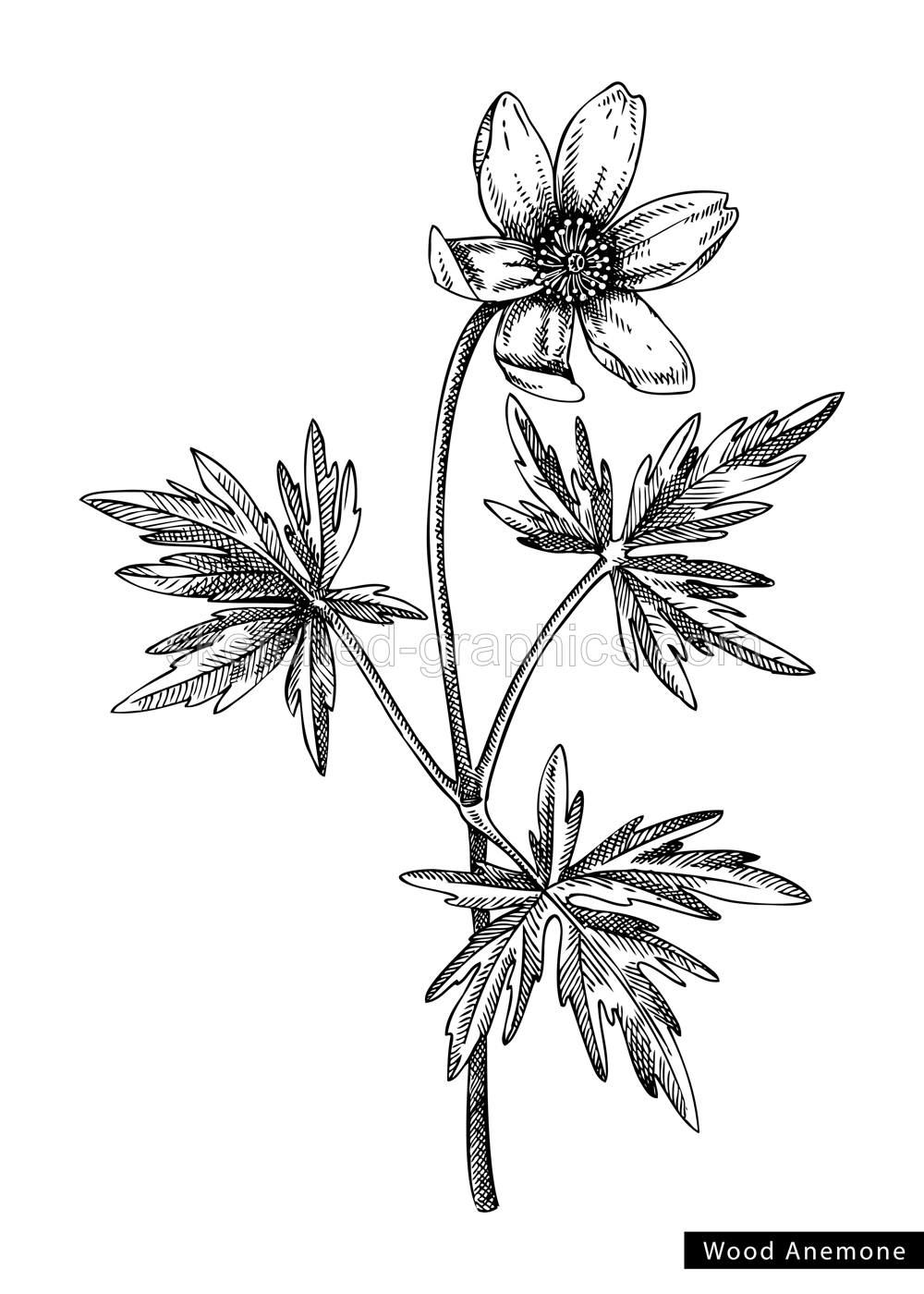 Wood anemone flower sketch in engraved style. Floral branch with buds and leaves. Black contoured buttercup drawing. Botanical vector illustration of spring woodland plant isolated on white background Illustration